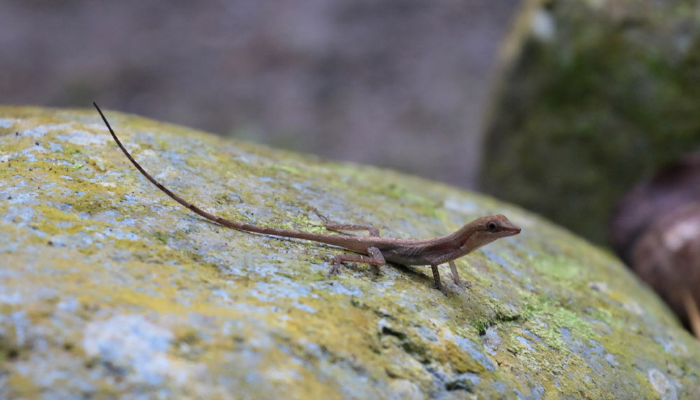 Anolis Lizard